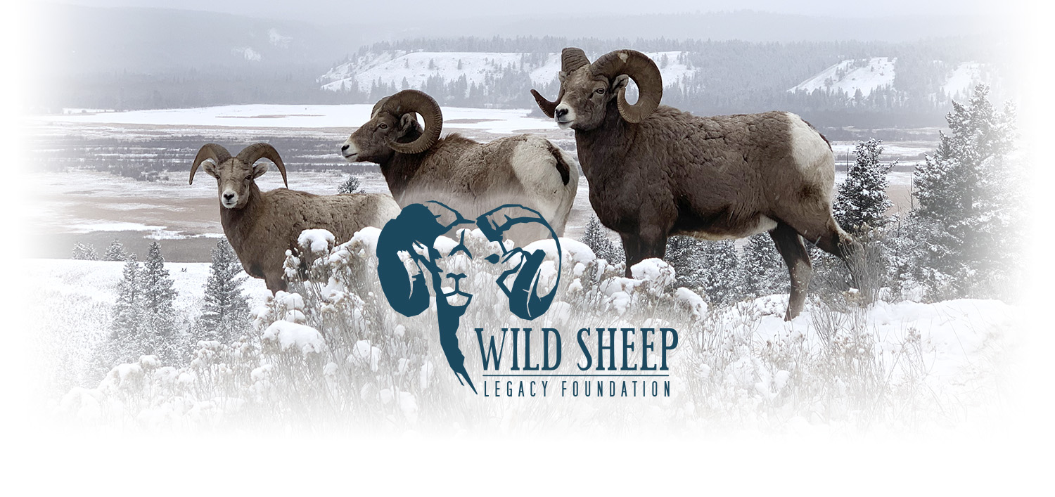 Three bighorn rams in the snow
